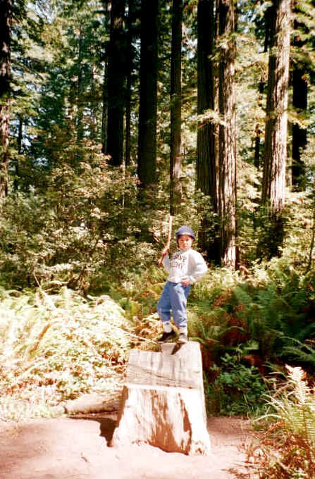 redwoods6.JPG (122580 bytes)